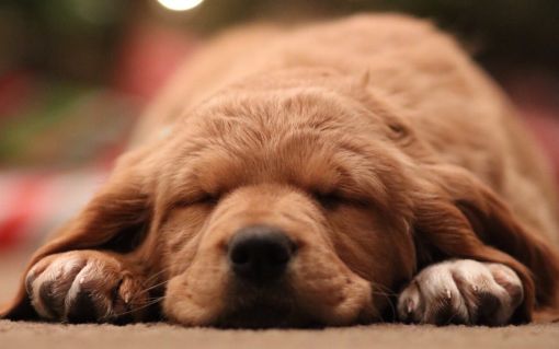 Ensuring your pets have a Merry Christmas too