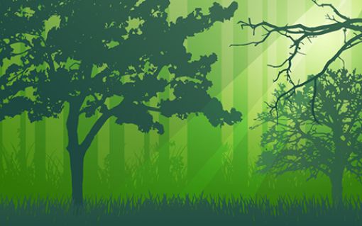 Right Tree Right Place explores tree species suitable for the Tararua District