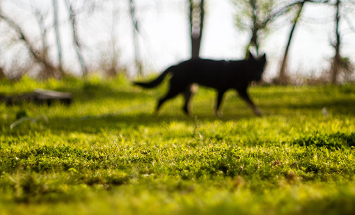 Roaming dogs