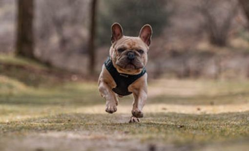 Annual dog registration due by 1 August