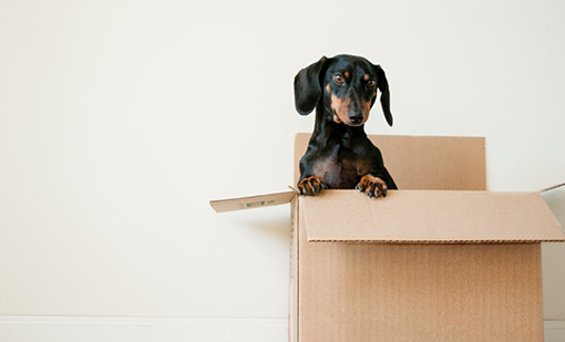 Microchipping your dog 