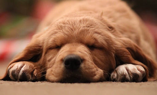 How to transfer dog registration when moving between districts