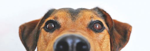 Notice of Dog Registration Fees for the 2022/23 Financial Year