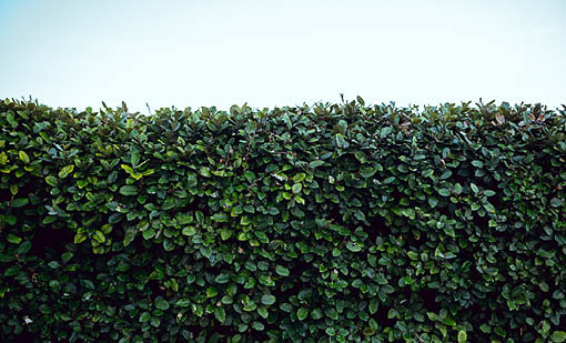 For safety’s sake keep your trees and shrubs trimmed