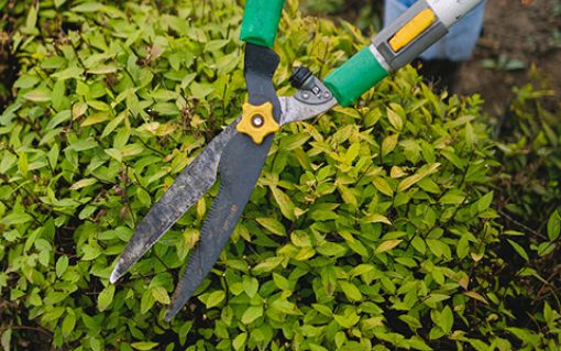 For safety’s sake keep your trees and shrubs trimmed