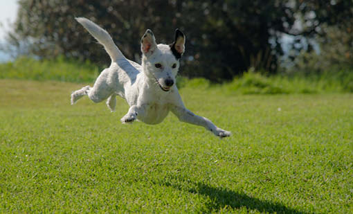 Is your property fully secure to prevent your dog from wandering?
