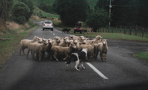 Farmers with more than 5 working dogs