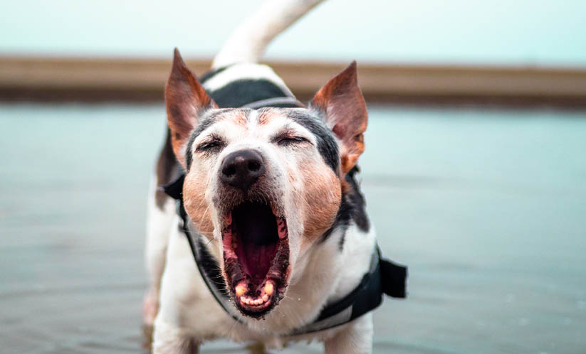 Tips on what to do with barking dogs